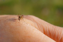 Sivrisinek Isırığına Ne İyi Gelir?
